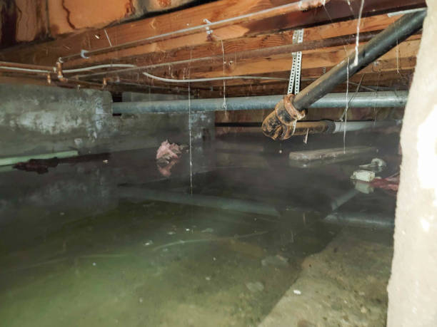 Best Basement water damage restoration  in Lee Acres, NM